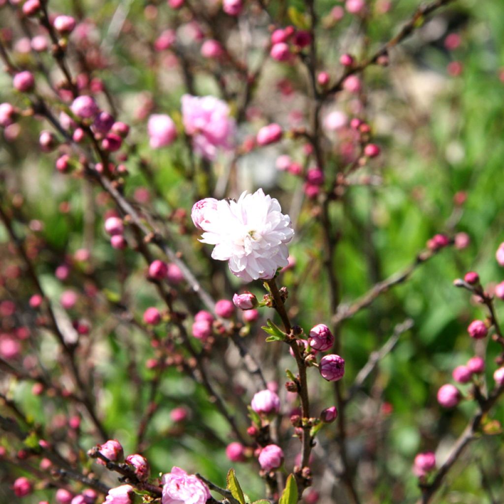 Prunus glandulosa Rosea Plena - Witte amandel