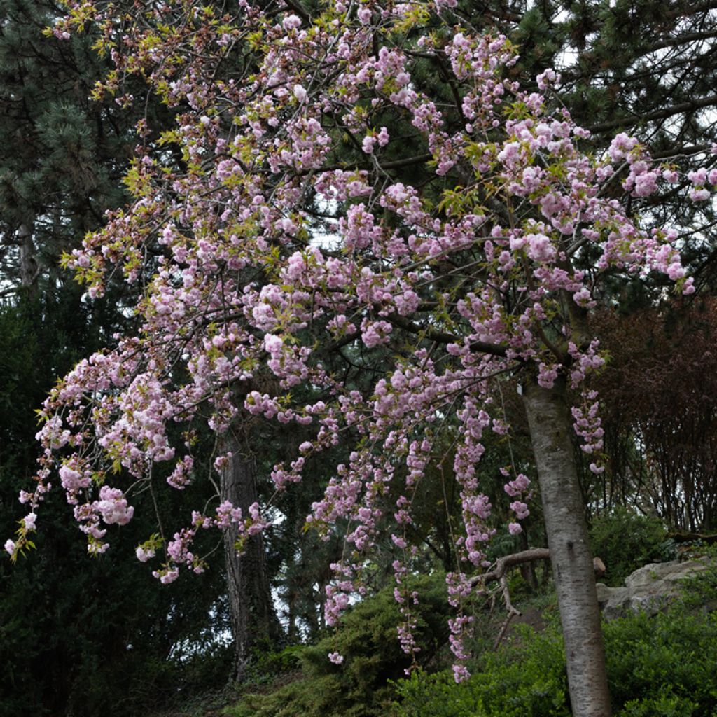 Prunus serrulata Kiku Shidare Zakura - Japanse sierkers