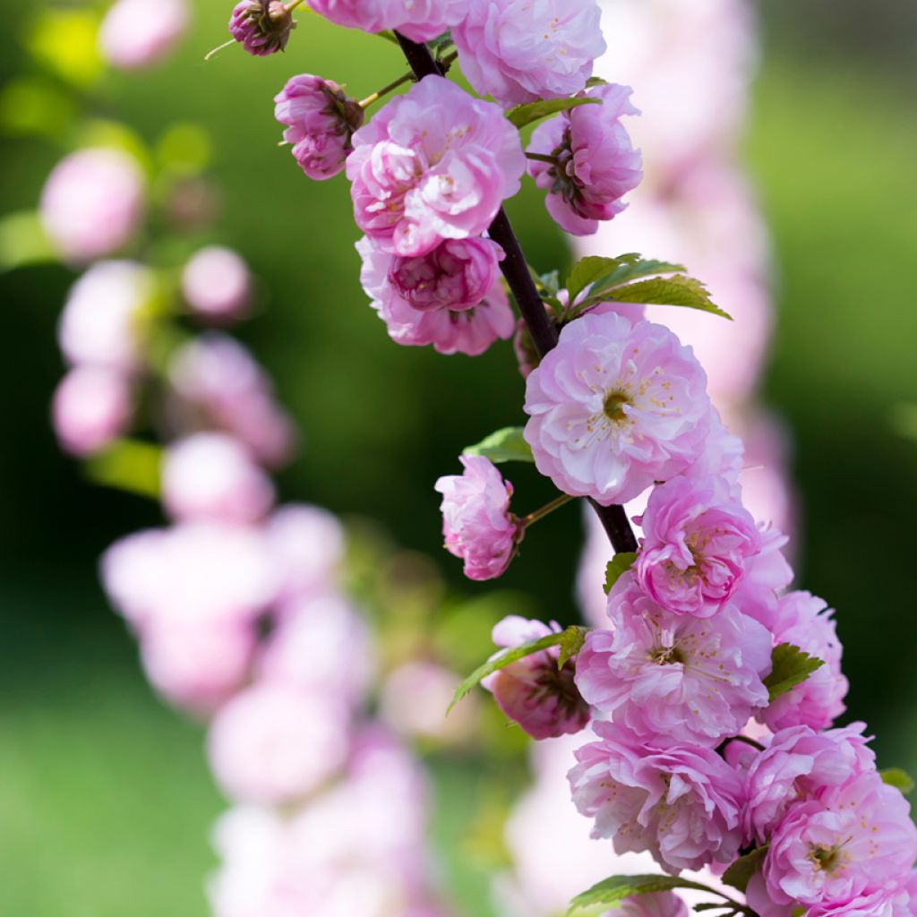 Prunus serrulata Pink Perfection - Japanse sierkers