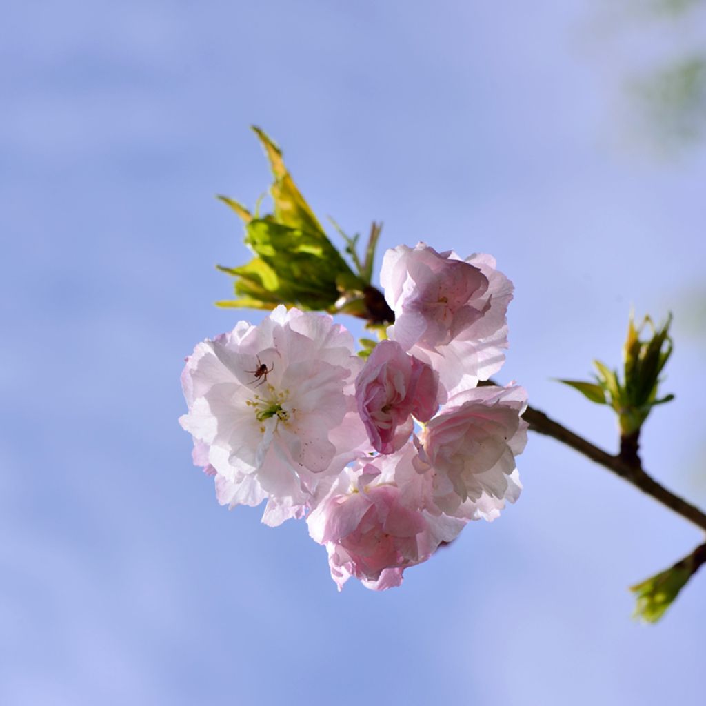 Prunus serrulata Shirofugen - Japanse sierkers