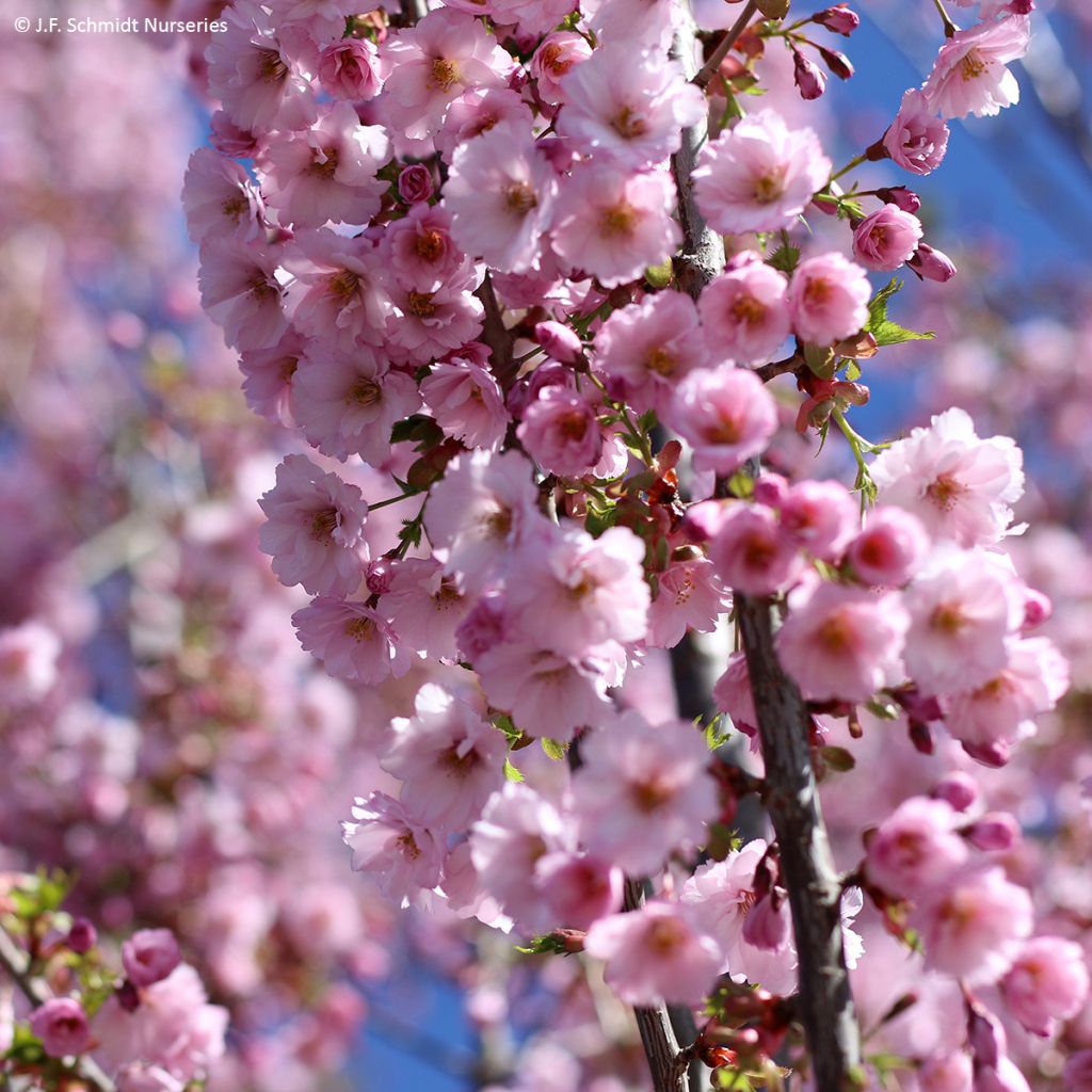 Prunus First Blush - Japanse sierkers