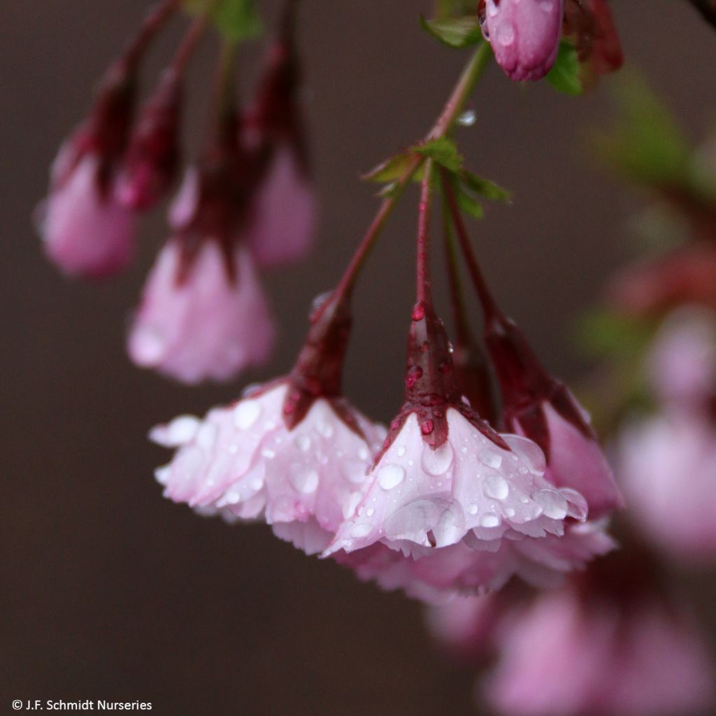 Prunus First Blush - Japanse sierkers