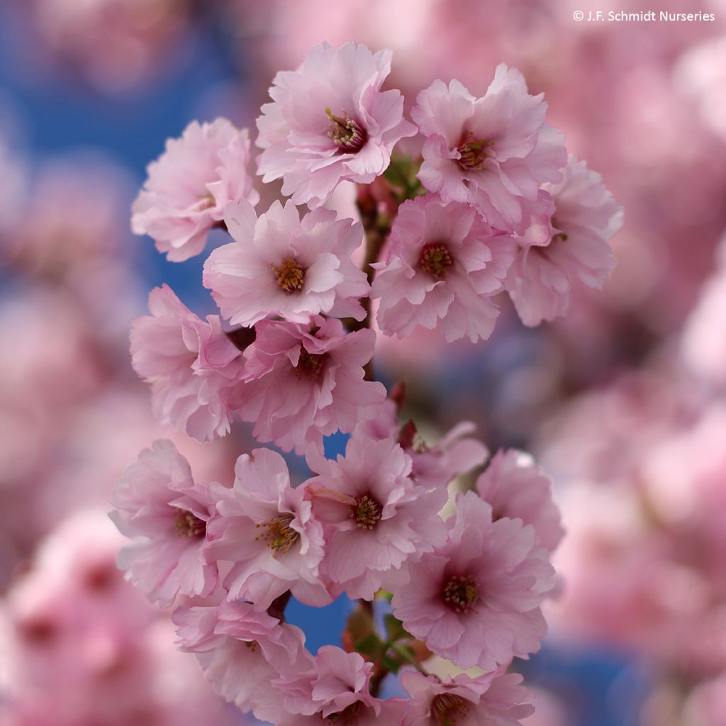Prunus First Blush - Japanse sierkers