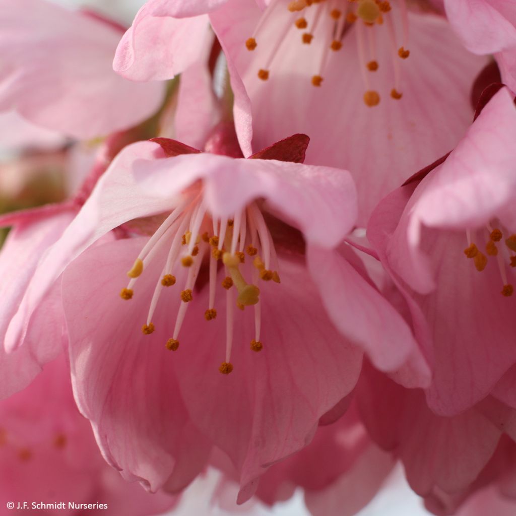 Prunus Pink Cascade - Japanse sierkers