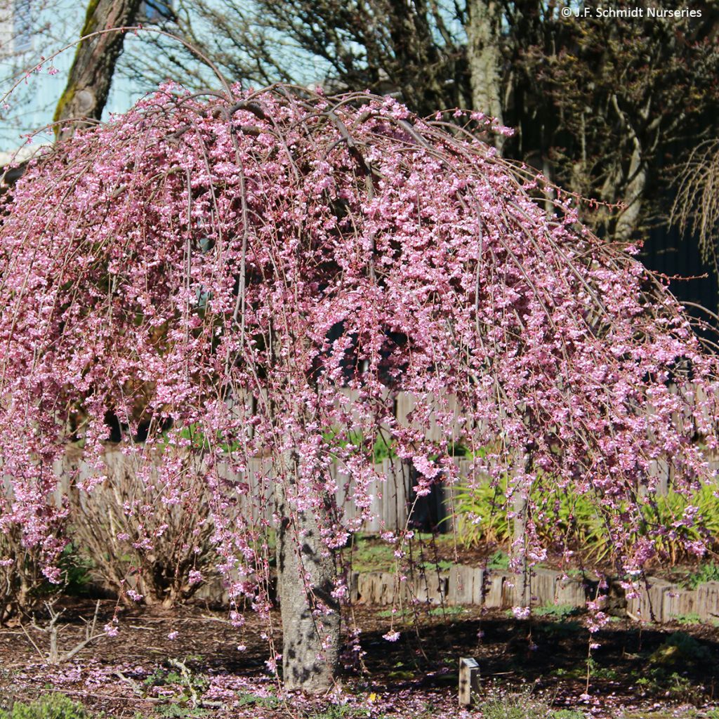 Prunus Pink Cascade - Japanse sierkers