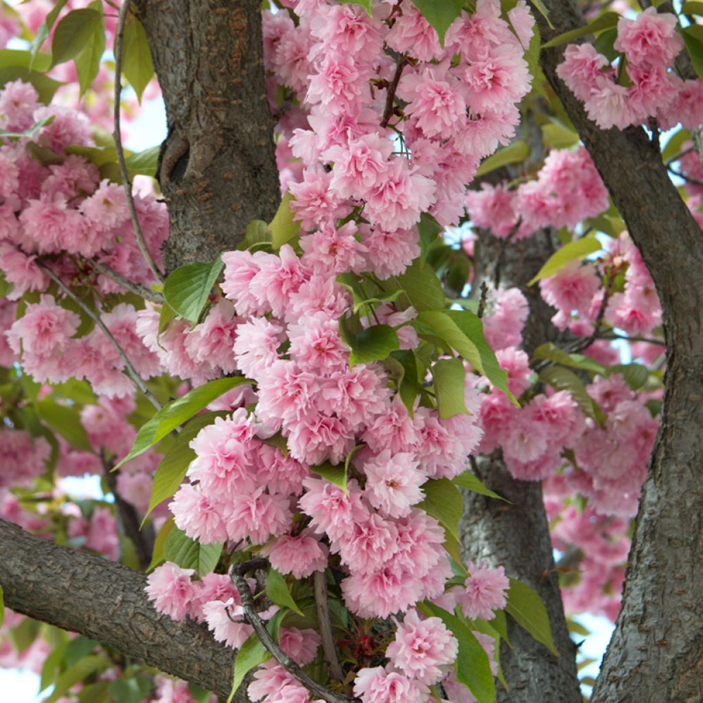 Prunus serrulata Kanzan - Japanse sierkers