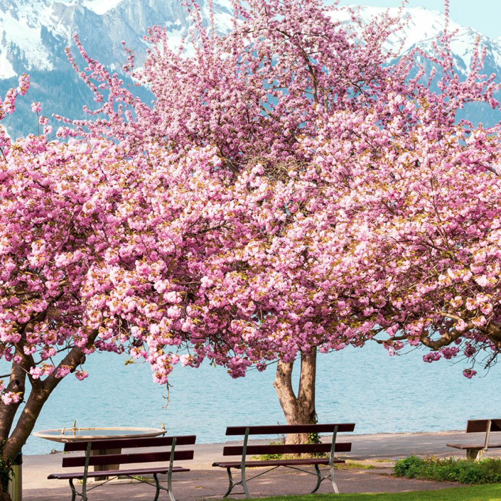 Prunus serrulata Kanzan - Japanse sierkers