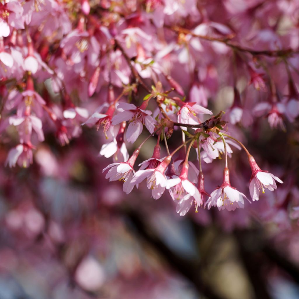 Prunus incisa Paean - Fuji-kers