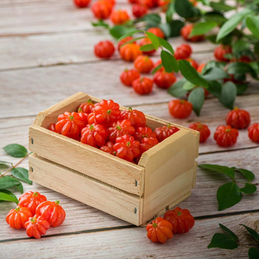 Eugenia uniflora - Surinaamse kers