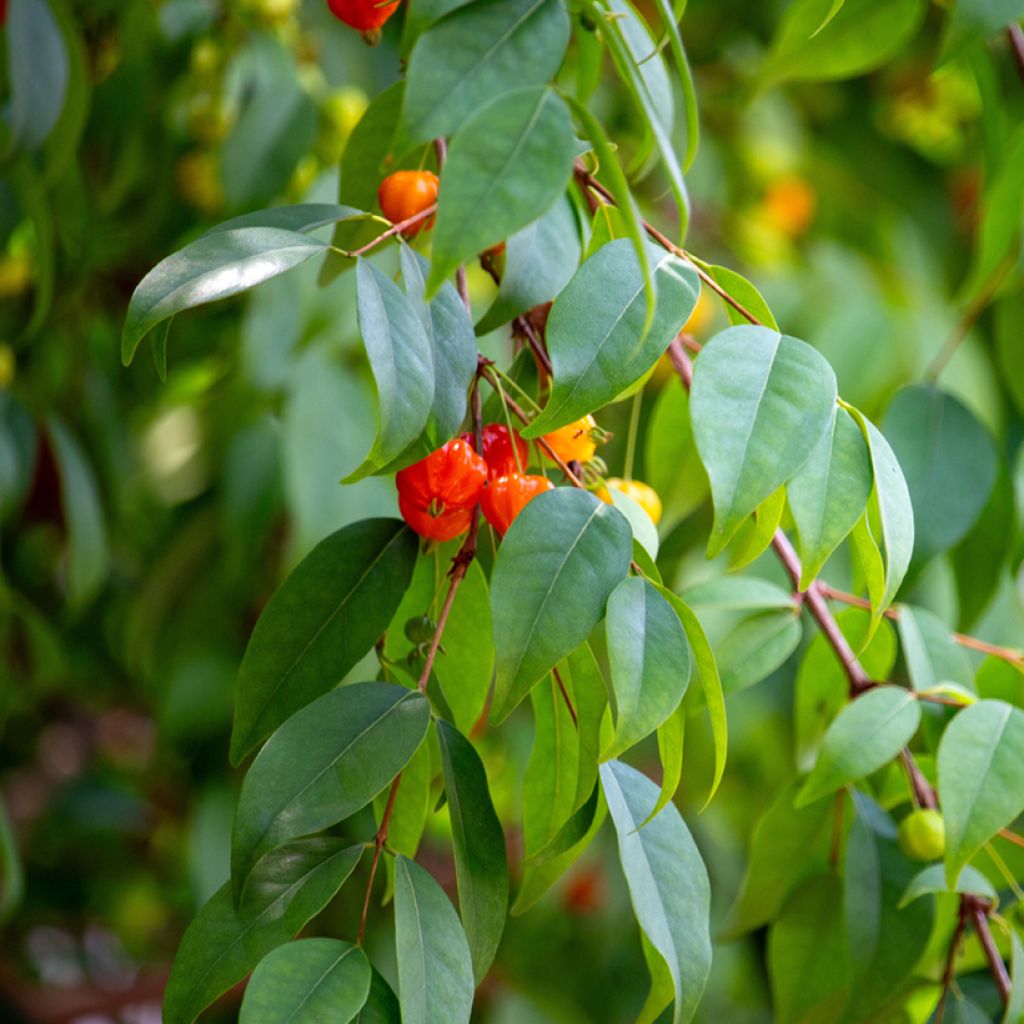Eugenia uniflora - Surinaamse kers