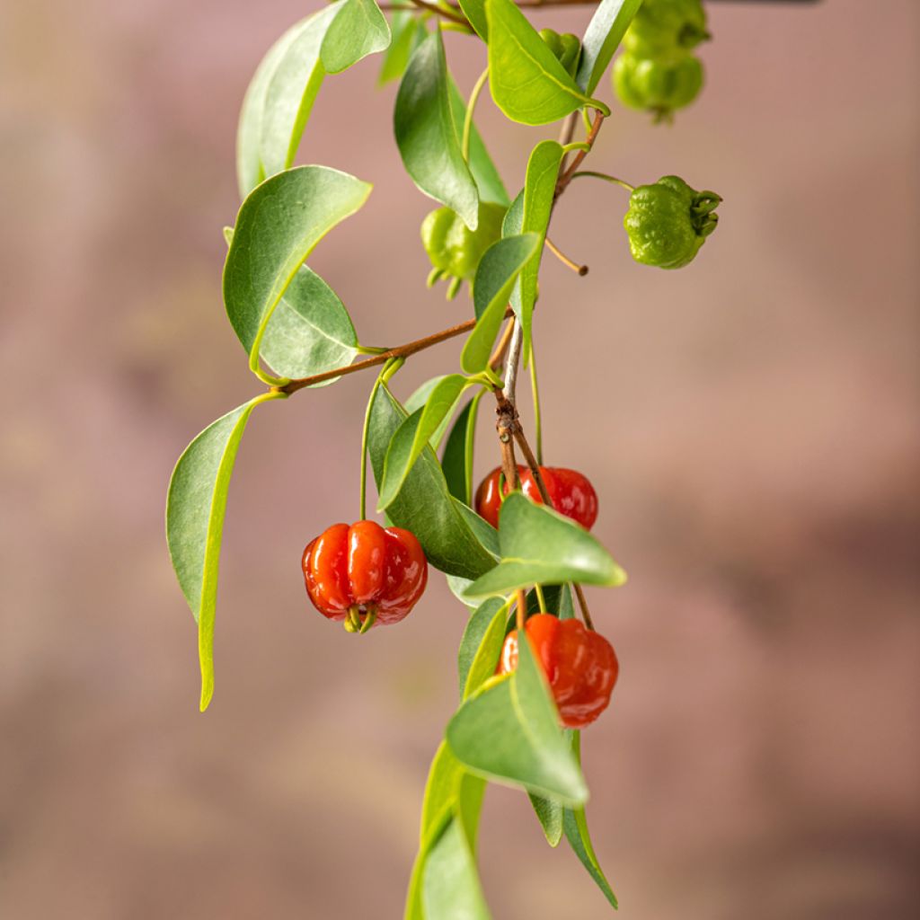 Eugenia uniflora - Surinaamse kers