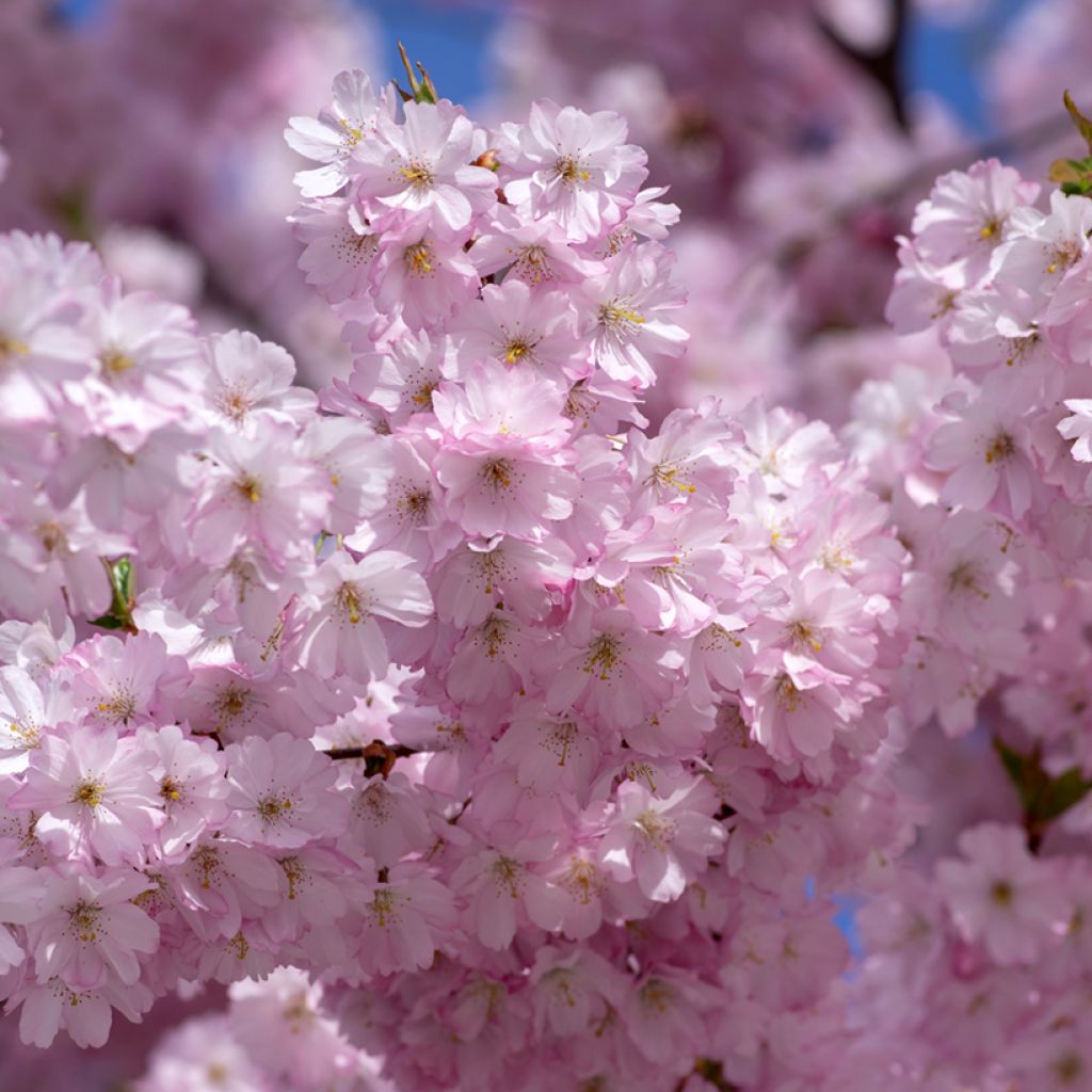 Prunus Accolade - Japanse sierkers
