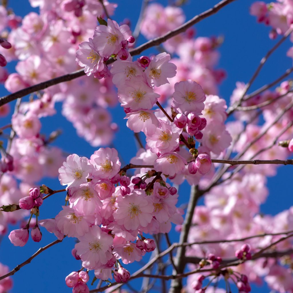 Prunus Accolade - Japanse sierkers