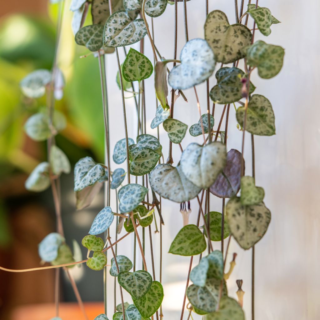 Ceropegia woodii - Chinees lantaarnplantje