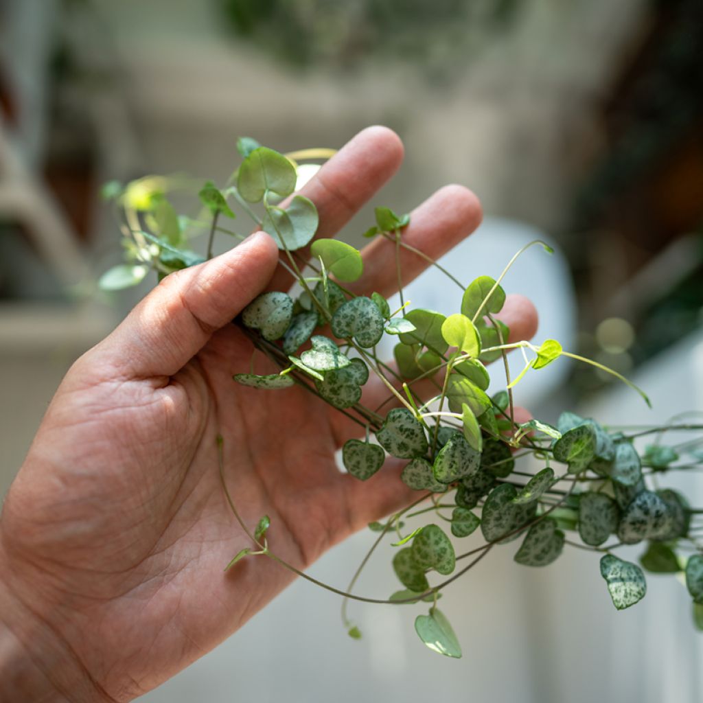 Ceropegia woodii - Chinees lantaarnplantje