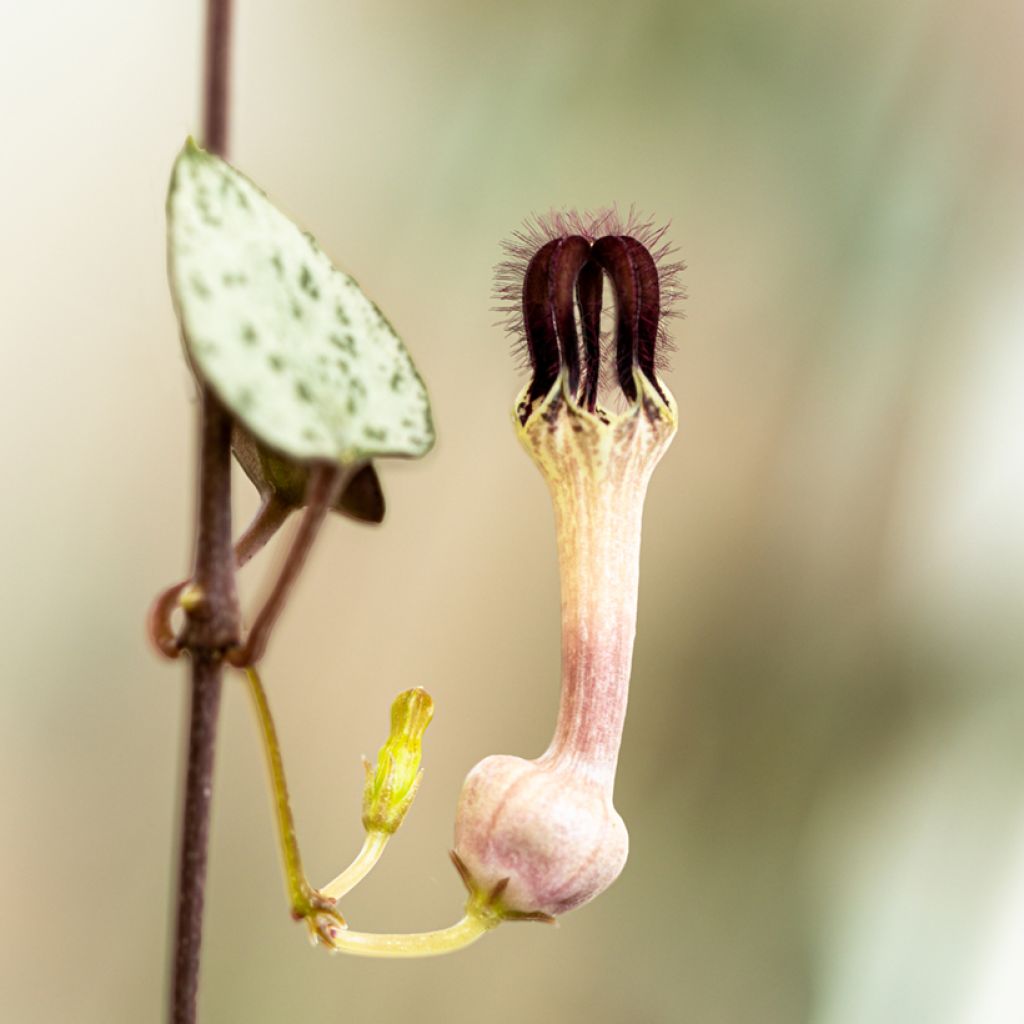Ceropegia woodii - Chinees lantaarnplantje