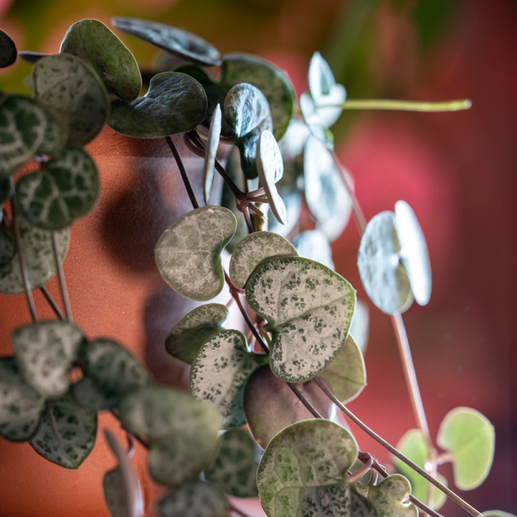 Ceropegia woodii - Chinees lantaarnplantje