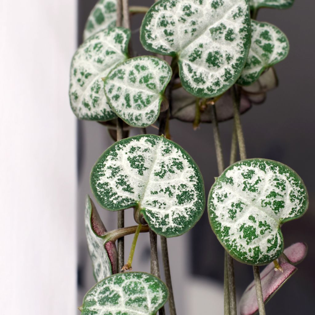 Ceropegia woodii - Chinees lantaarnplantje