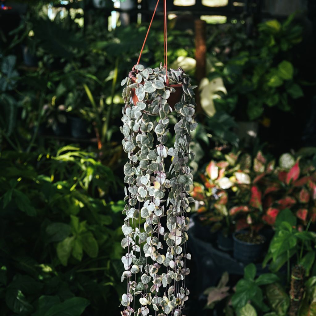 Ceropegia woodii Variegata - Chinees lantaarnplantje