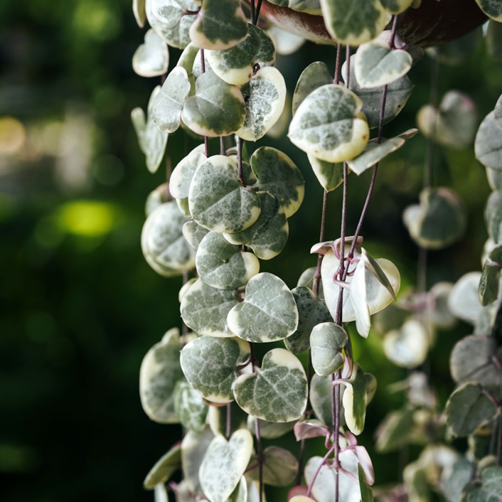 Ceropegia woodii Variegata - Chinees lantaarnplantje