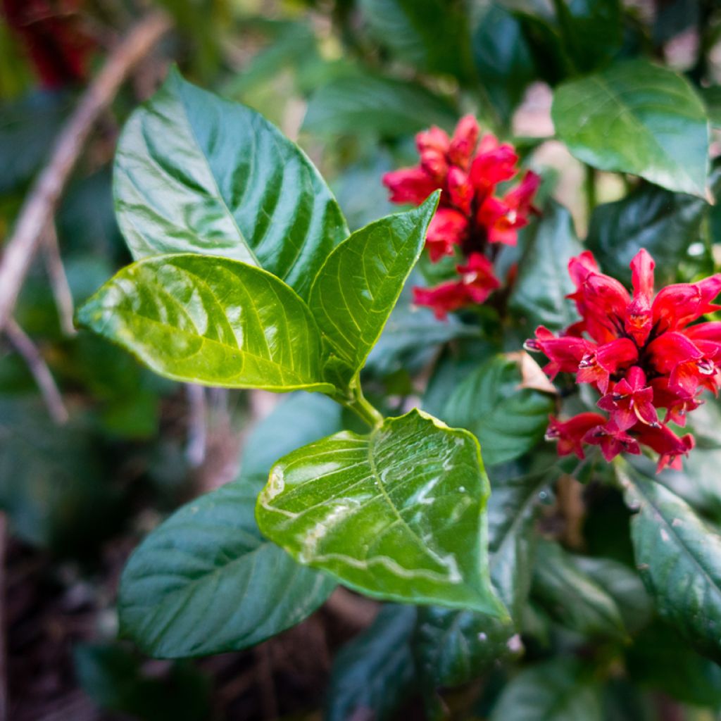 Cestrum fasciculatum Newellii - Rode regen