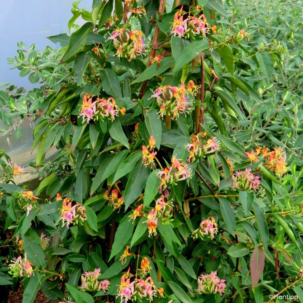 Lonicera henryi Marinella - Henry-kamperfoelie