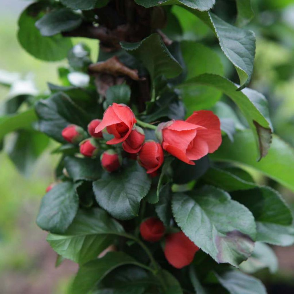 Chaenomeles speciosa Orange Storm - Chinese sierkwee