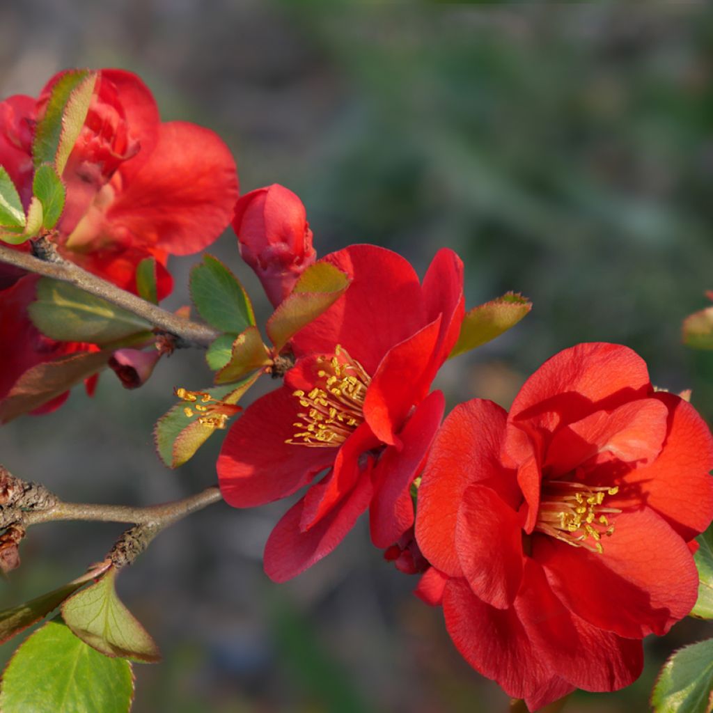 Chaenomeles superba Nicoline - Chinese sierkwee