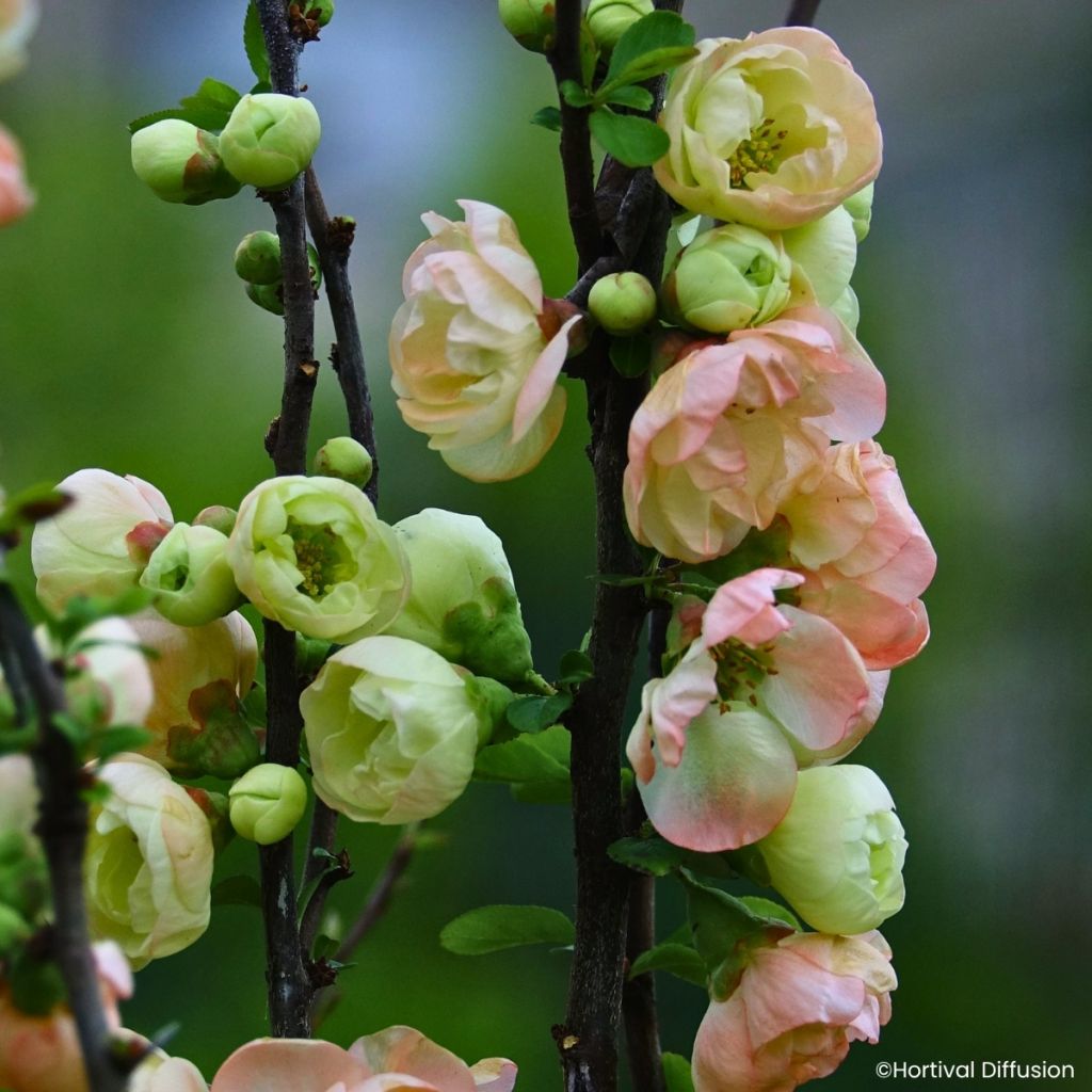 Chaenomeles speciosa Double Delice Opale - Japanse sierkwee