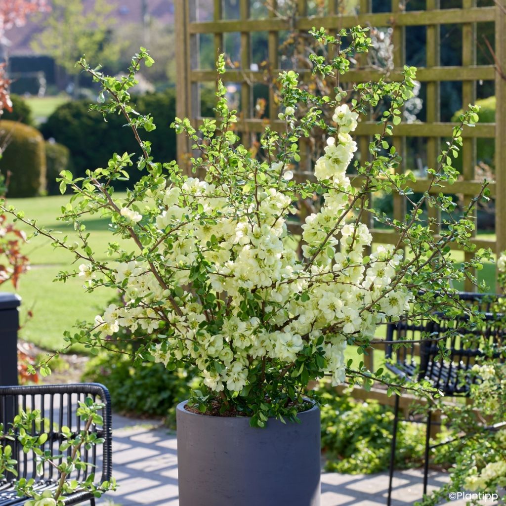 Chaenomeles speciosa Lemon Sorbet - Chinese sierkwee