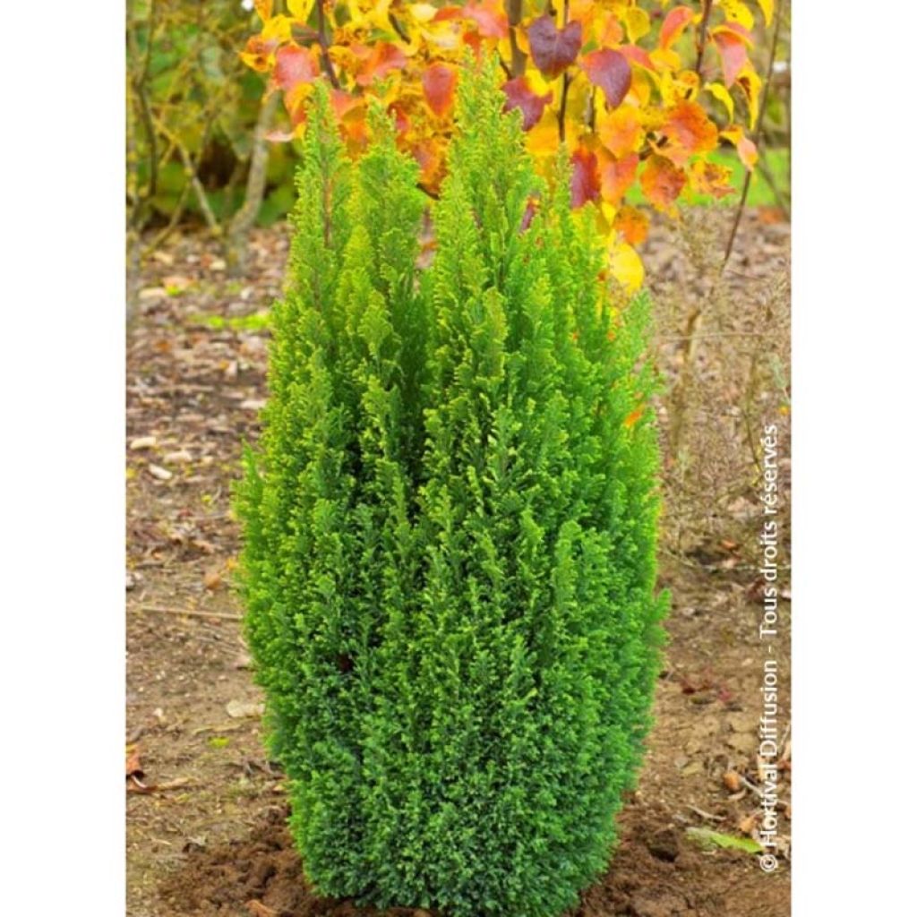 Chamaecyparis lawsoniana Ellwoods Gold - Californische cipres