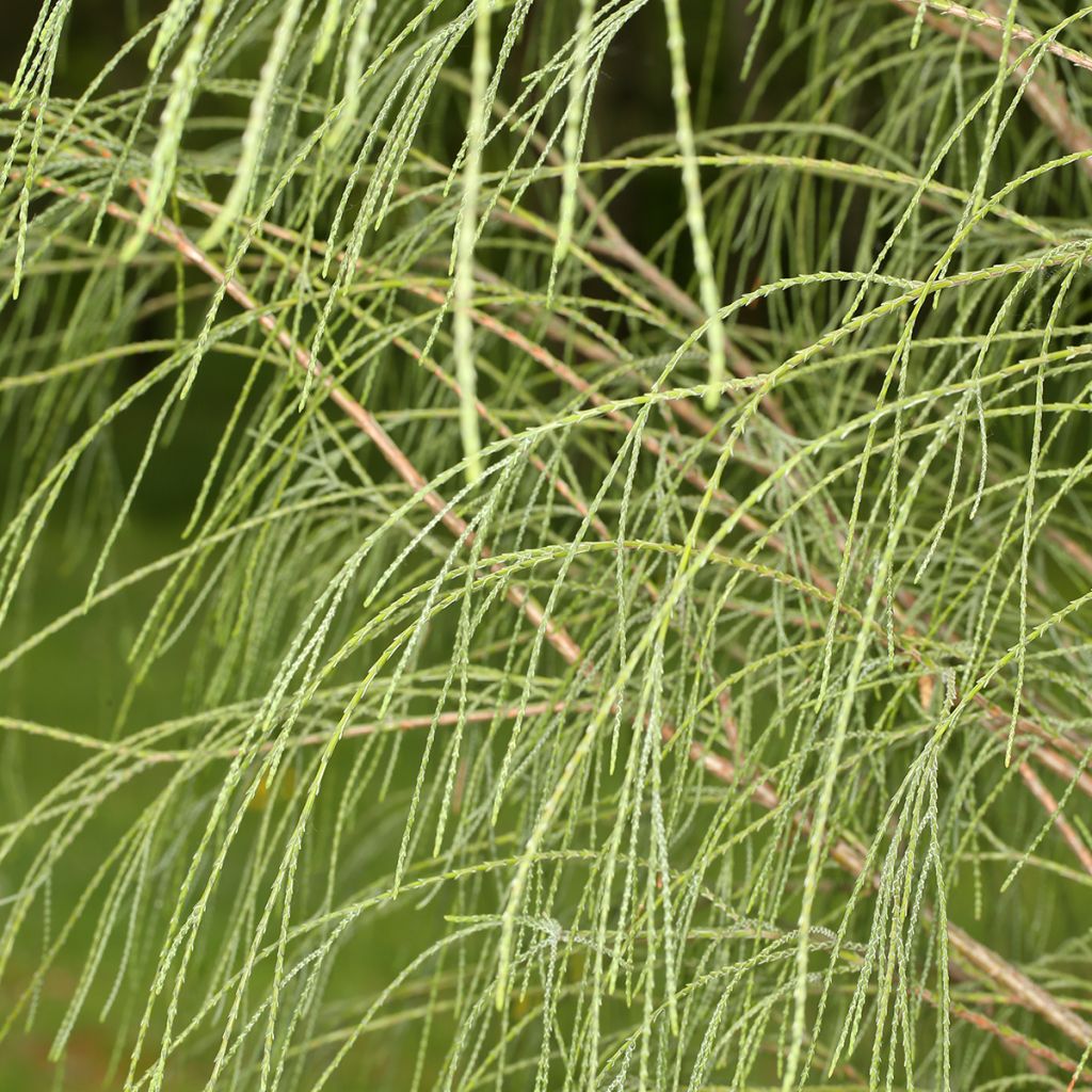 Chamaecyparis lawsoniana Drooping Solo - Californische cipres