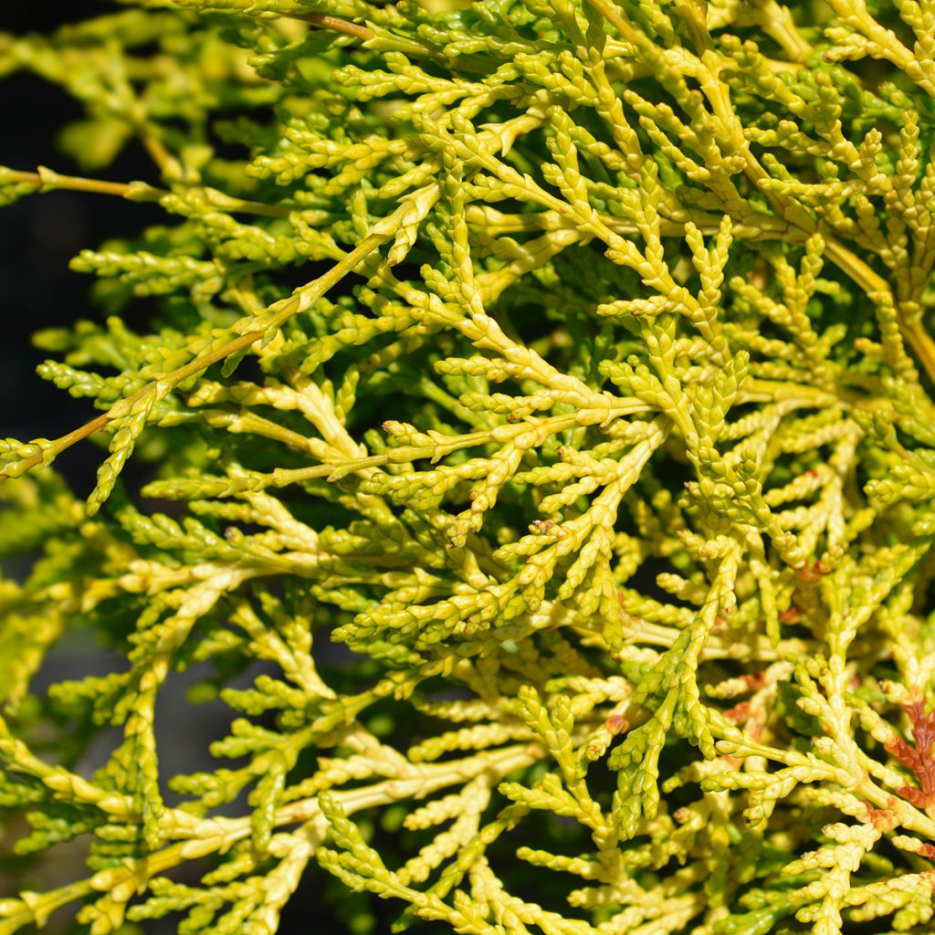 Chamaecyparis obtusa Kamarachiba - Hinoki cipres