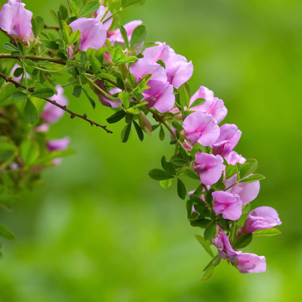 Chamaecytisus purpureus - Purperen brem