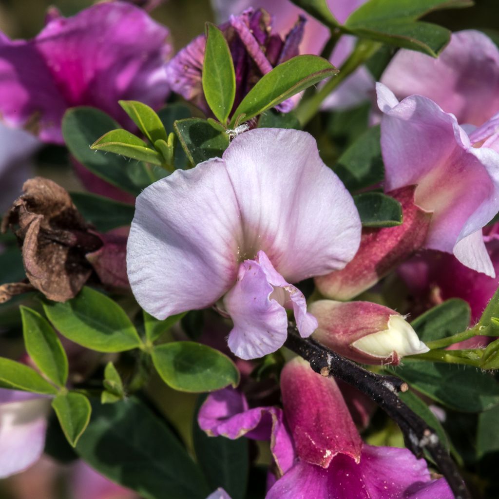 Chamaecytisus purpureus - Purperen brem