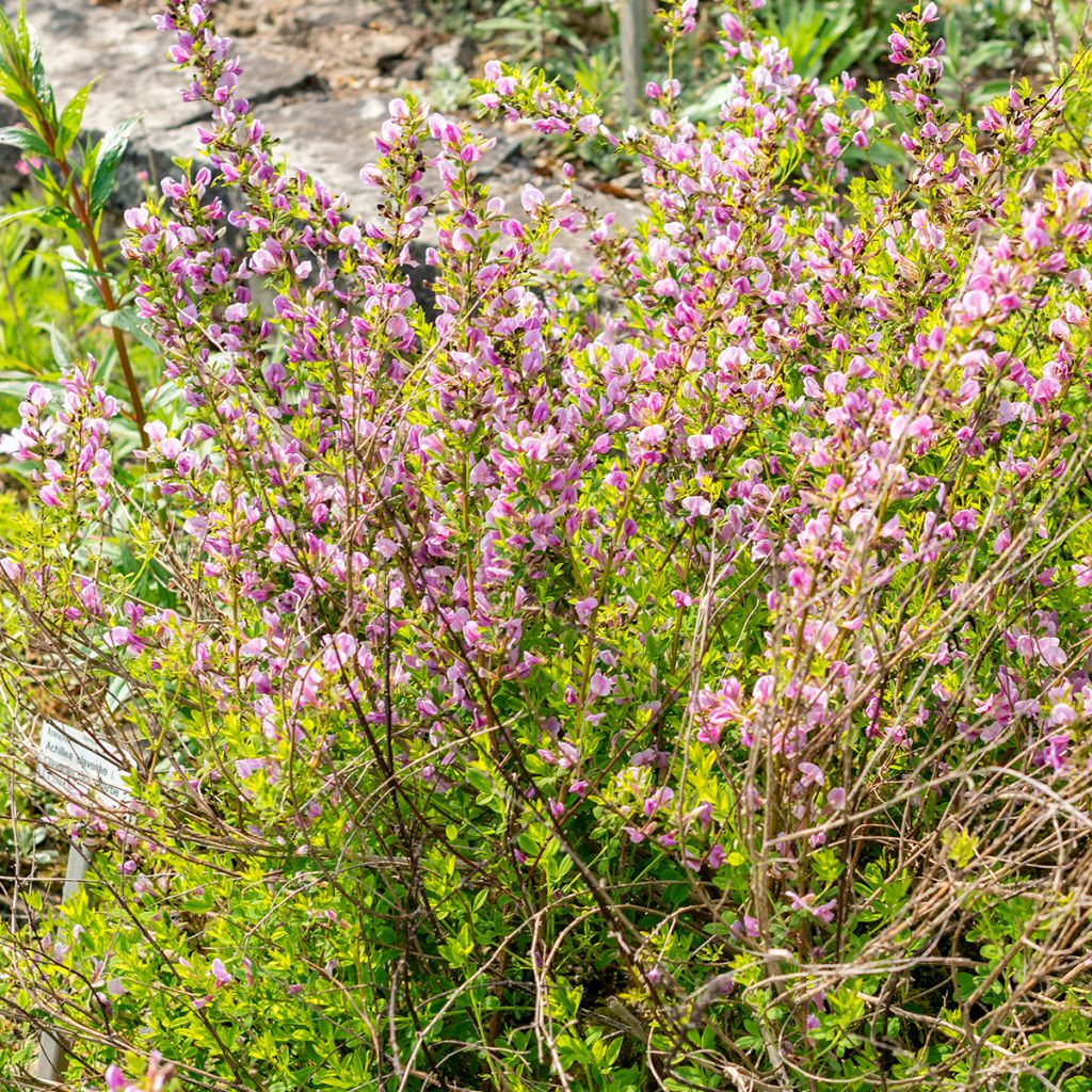 Chamaecytisus purpureus - Purperen brem