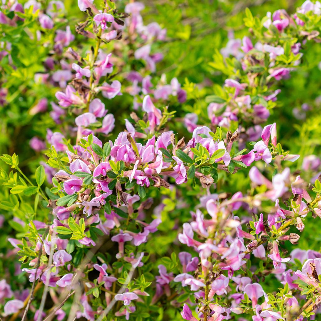 Chamaecytisus purpureus - Purperen brem