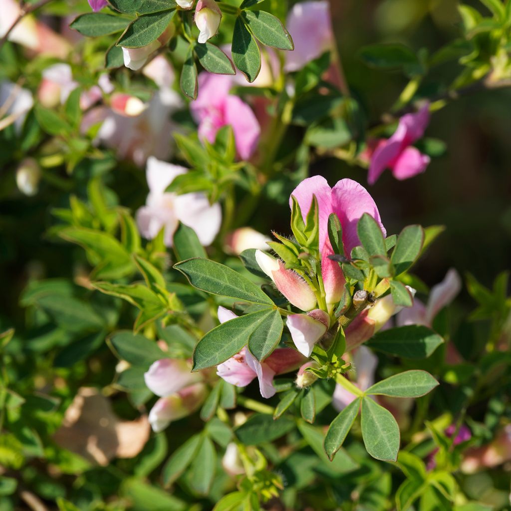 Chamaecytisus purpureus - Purperen brem
