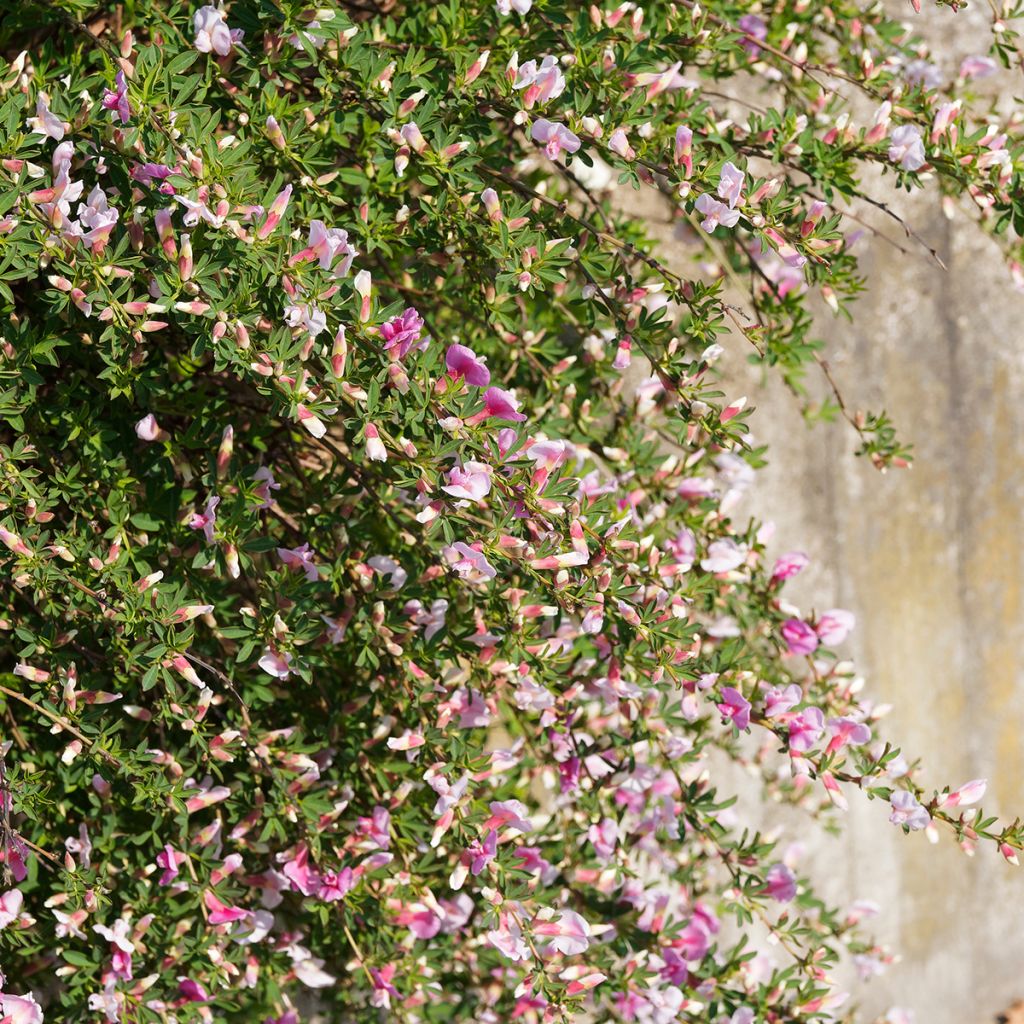 Chamaecytisus purpureus - Purperen brem