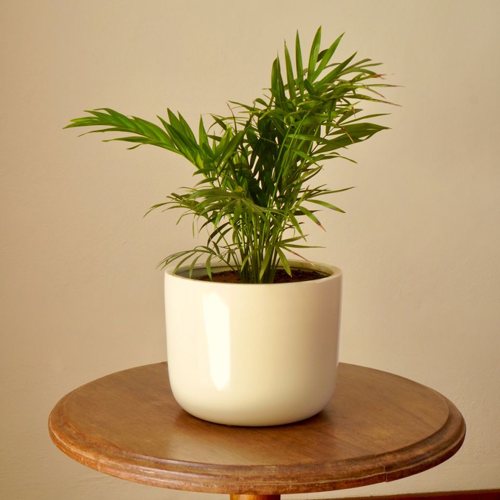 Chamaedorea elegans - Bergpalm