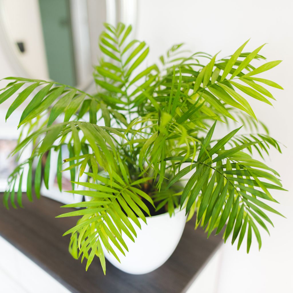 Chamaedorea elegans - Bergpalm