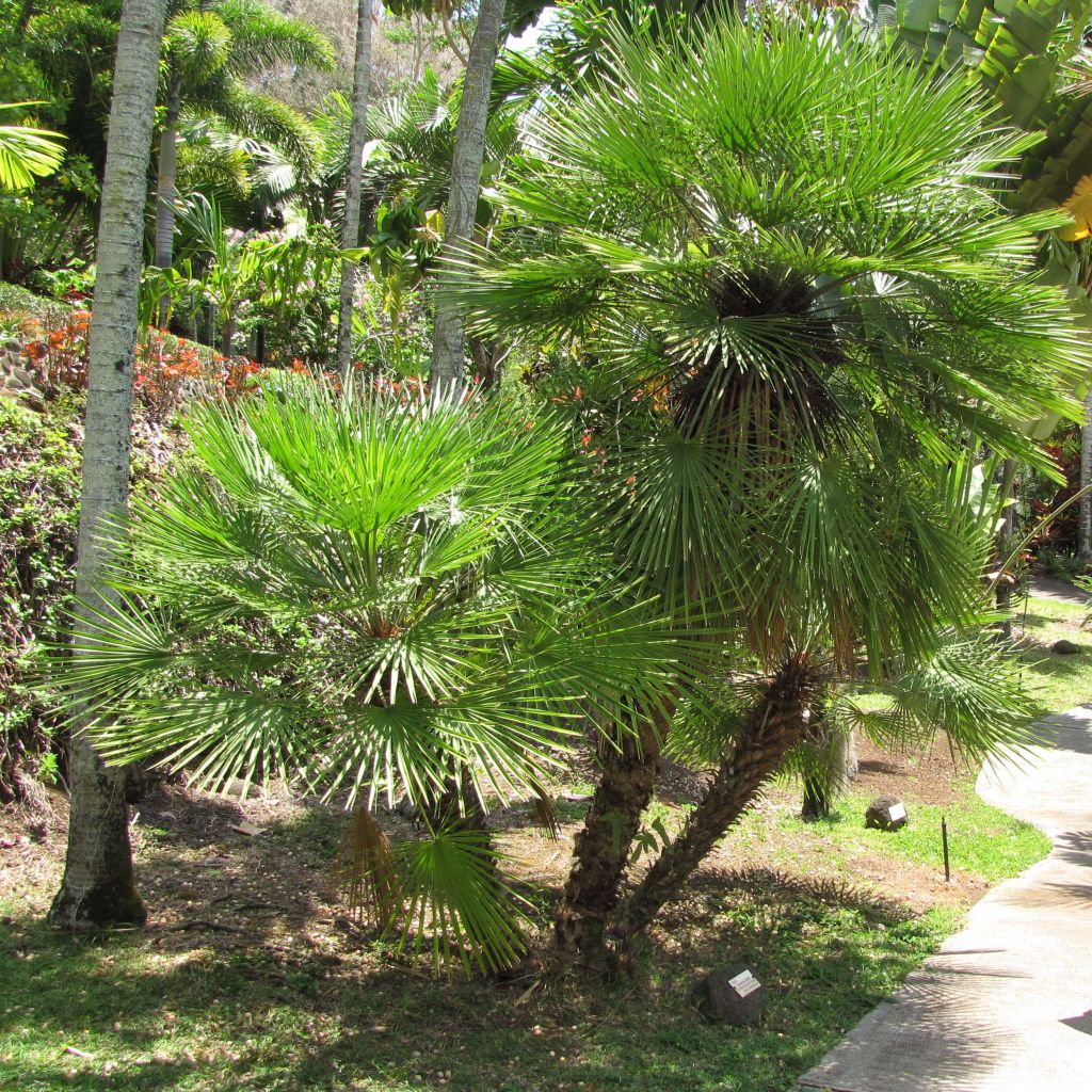 Chamaerops humilis - Europese dwergpalm