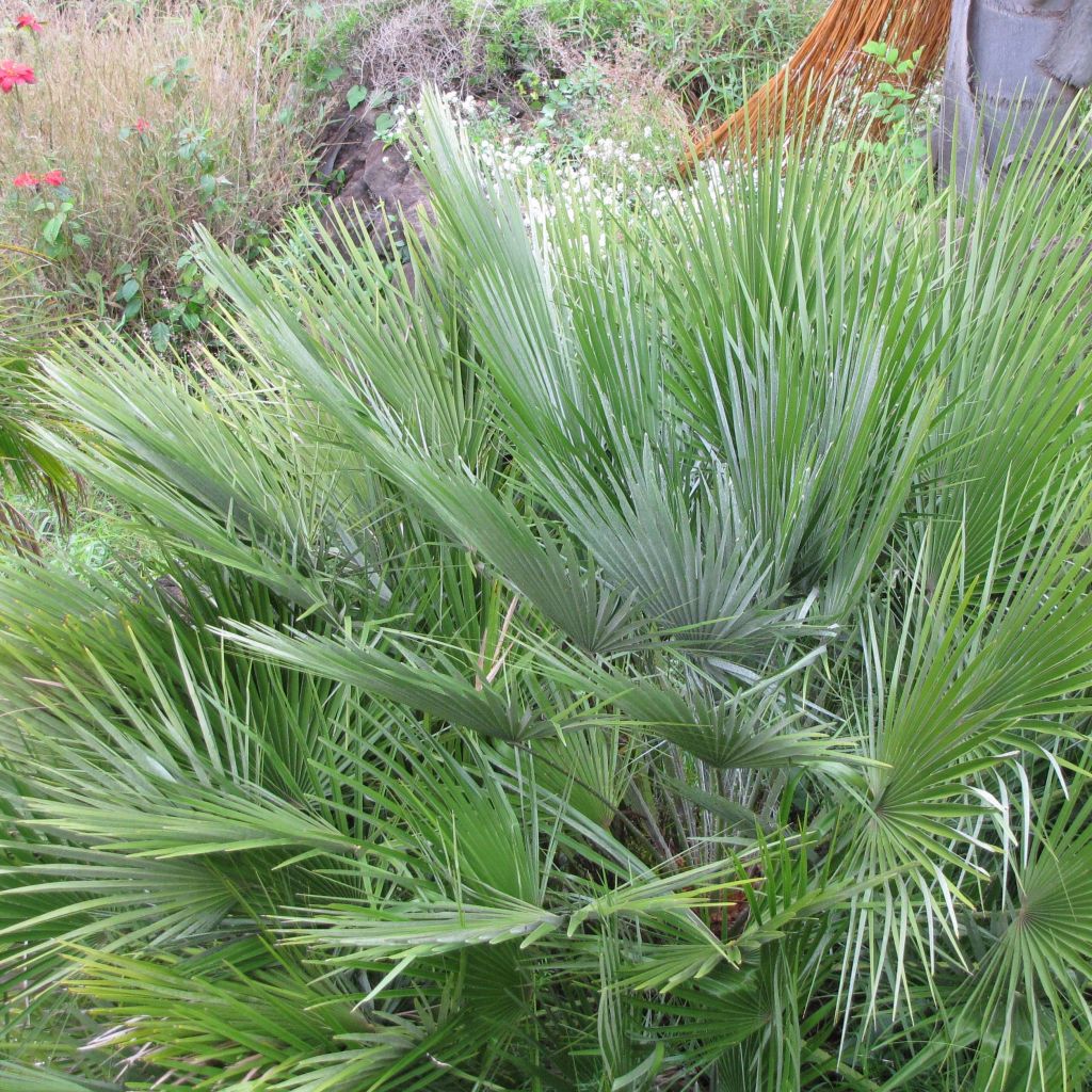 Chamaerops humilis Compacta - Europese dwergpalm