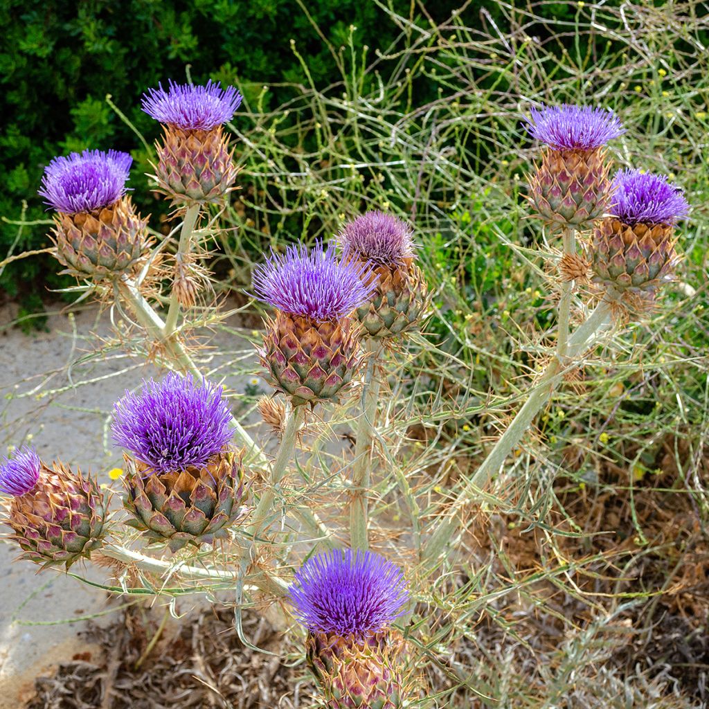 Onopordum nervosum - Wegdistel