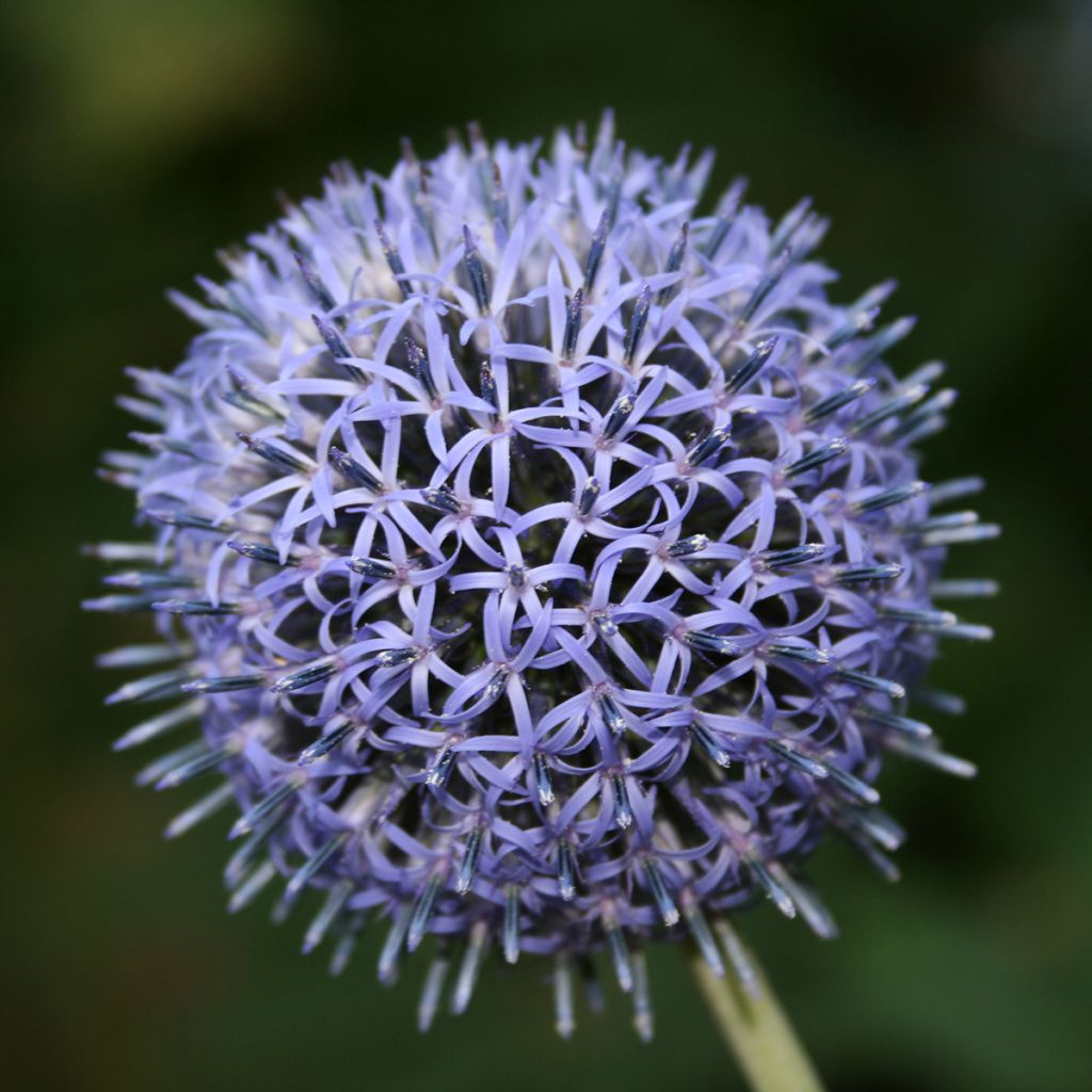 Echinops ritro - Kogeldistel