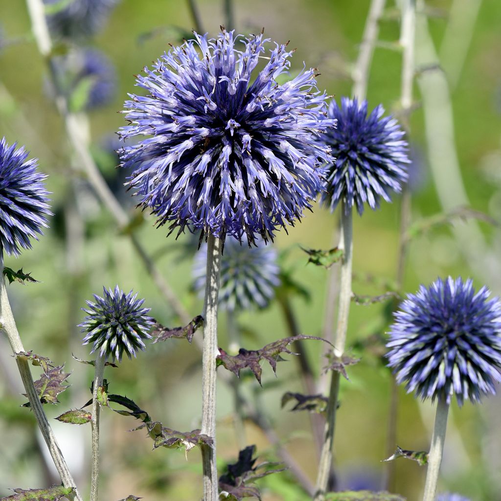 Echinops ritro - Kogeldistel