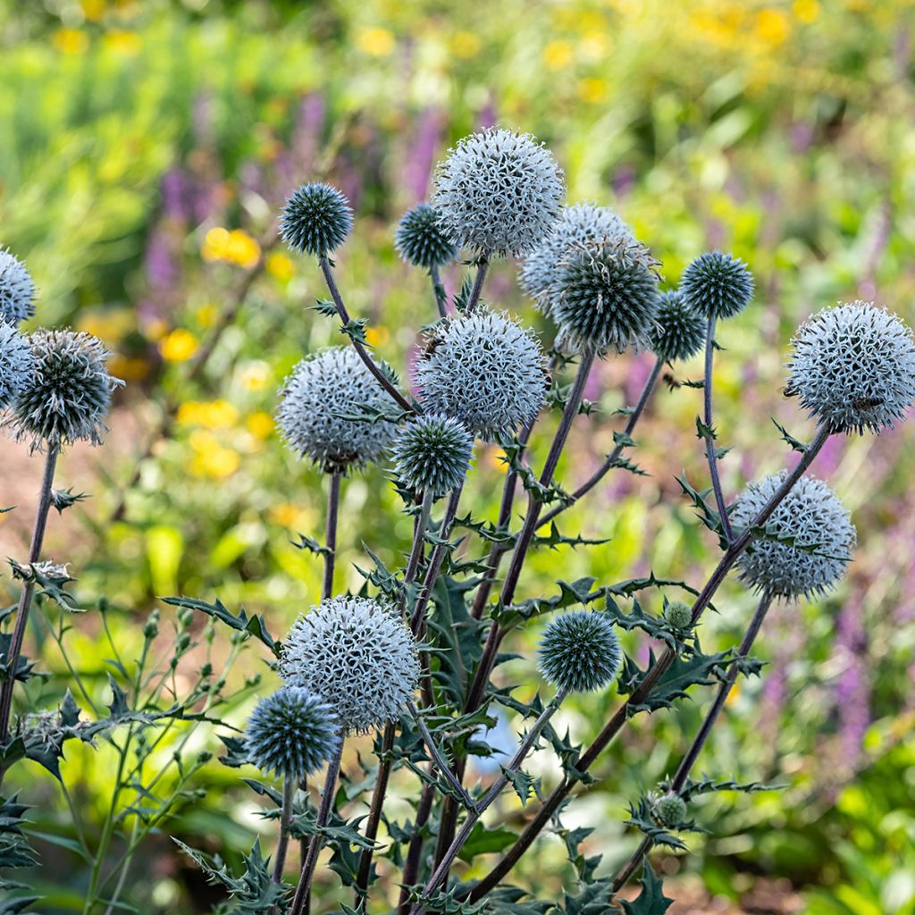 Echinops sphaerocephalus Arctic Glow - Beklierde kogeldistel