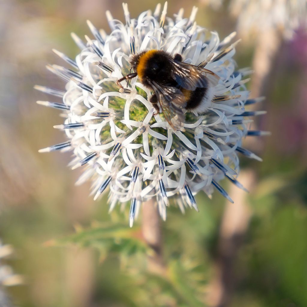 Echinops sphaerocephalus Arctic Glow - Beklierde kogeldistel