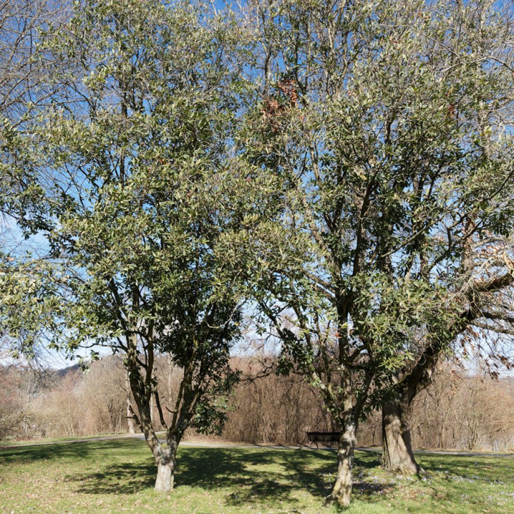 Quercus turneri pseudoturneri - Turners eik