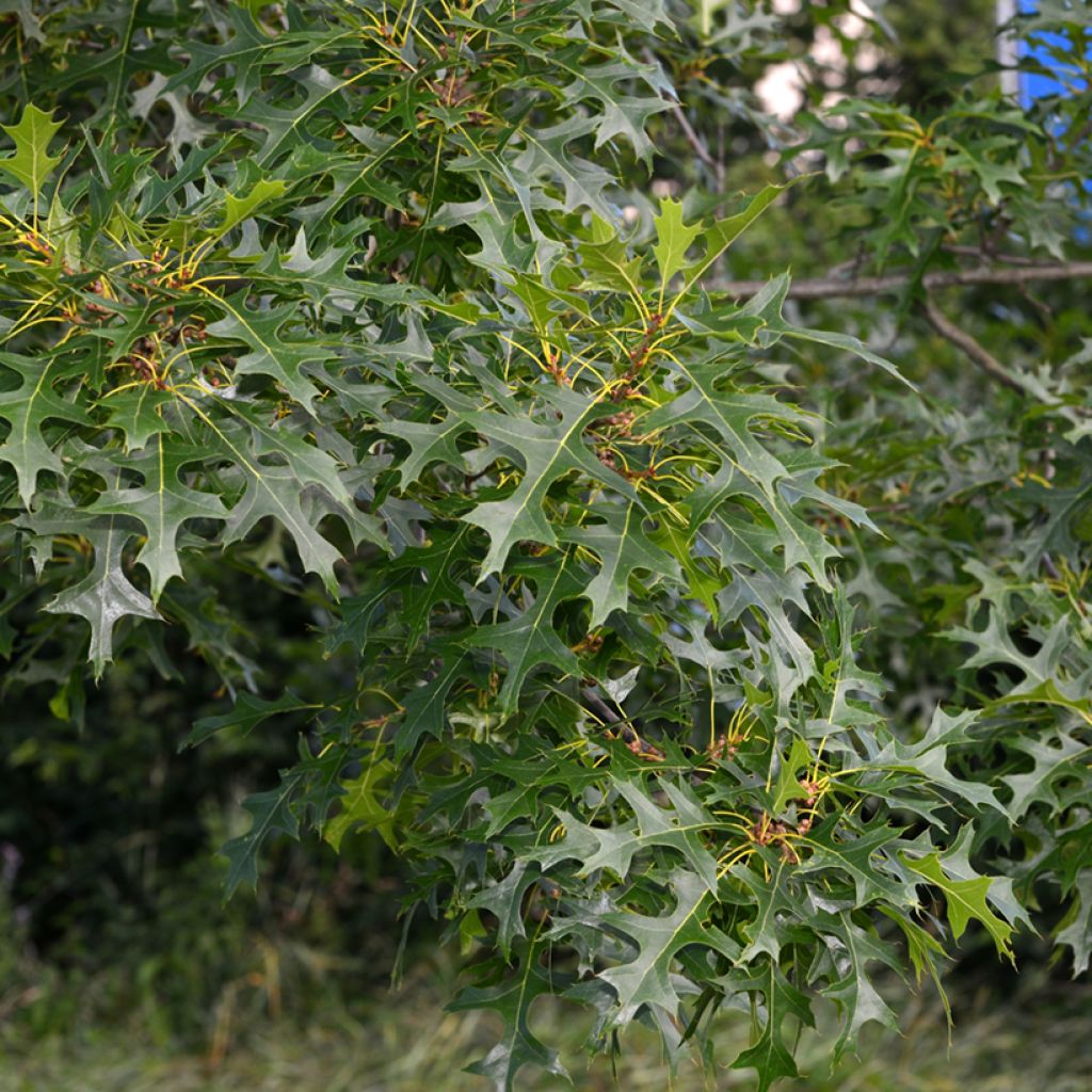 Quercus palustris - Moeraseik